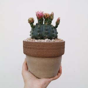 화려한 꽃 비화옥(L) 선인장 - 토분 3color