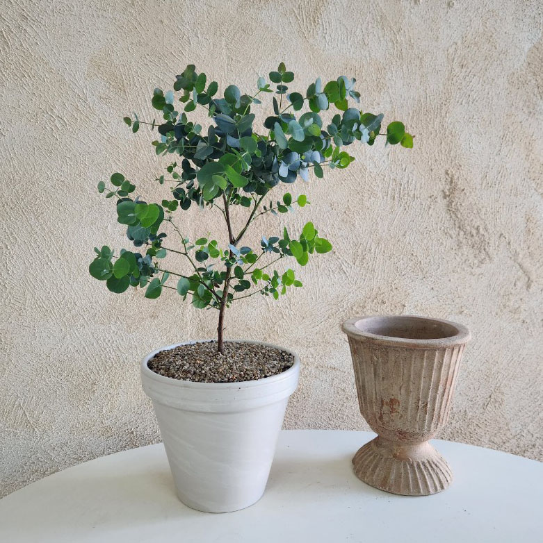 유칼립투스 블랙잭 베이비블루 실내식물 키우기 중형화이트토분