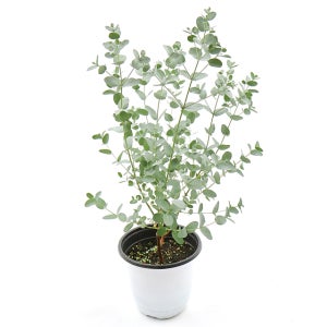 갑조네 유칼립투스 중품 실내 공기 정화 식물 인테리어 키우기 쉬운 식물 북유럽 향기좋은꽃