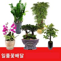 개업화분 장례식장 결혼 전국당일배송3시간(주문은.바로.아래.설명.글.속.일품꽃배달1번.에서.해주세요.할인.쿠폰.선물.있음)