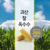 7월초순차발송 정품 괴산대학찰옥수수, 미백찰옥수수