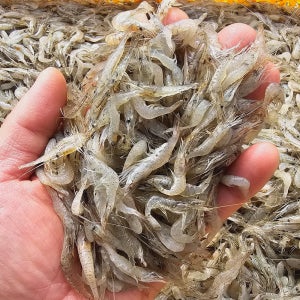 국내산 토종 민물새우 500g , 100%자연산 새뱅이 토하 생새우 새우