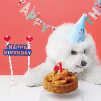 도그쿡 강아지 생일 케이크 ( 파티용품 포함)