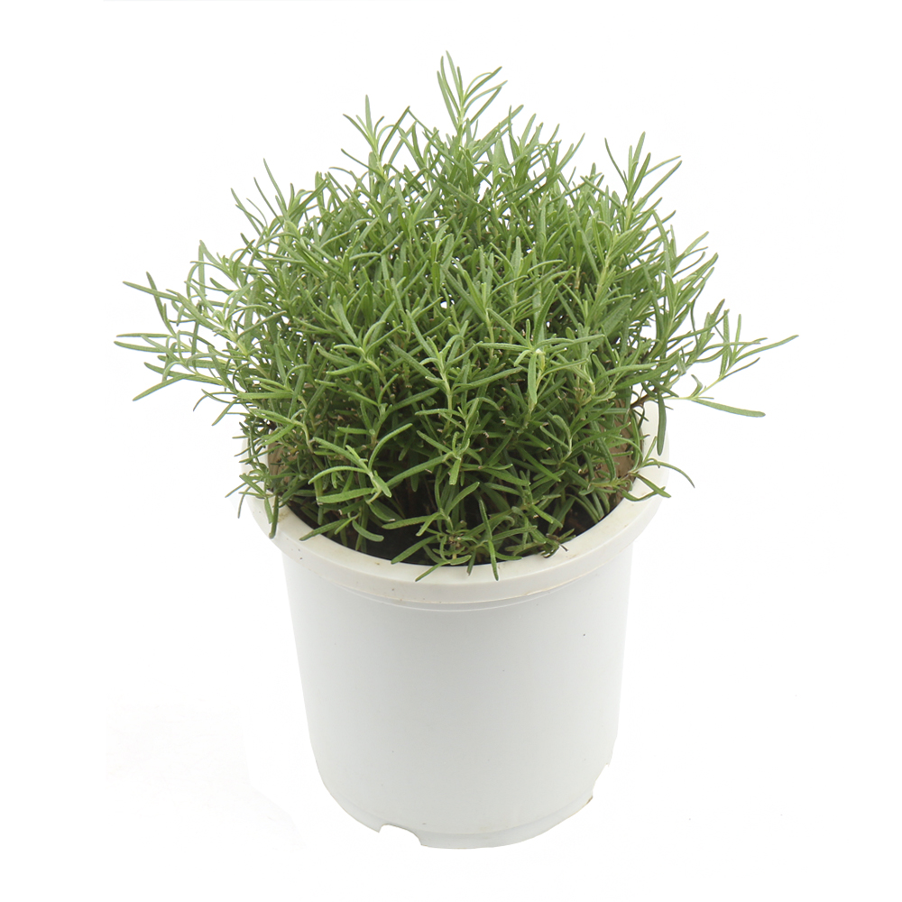 갑조네 <b>로즈마리</b> 중품 <b>로즈메리</b> 허브식물 키우기 식용