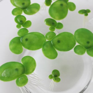 피규어 부상수초(1봉지)