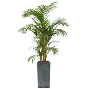 아레카야자 공기정화식물 먼지먹는식물