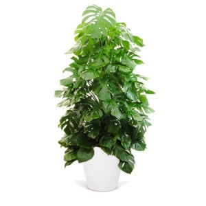 몬스테라 공기정화식물 거실화분 (FR0028)