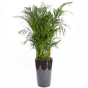 아레카야자 거실화분 공기정화식물 (OW-0028)
