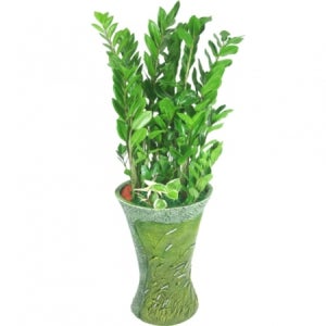 금전수 돈나무 관엽식물 실내인테리어화분 (3f582)