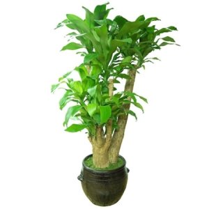 행운목 관엽 실내공기정화식물 인테리어식물 (g-0202)