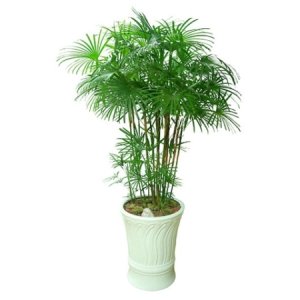 관엽식물 종려죽 인테리어식물 실내공기정화식물 (g-0203)