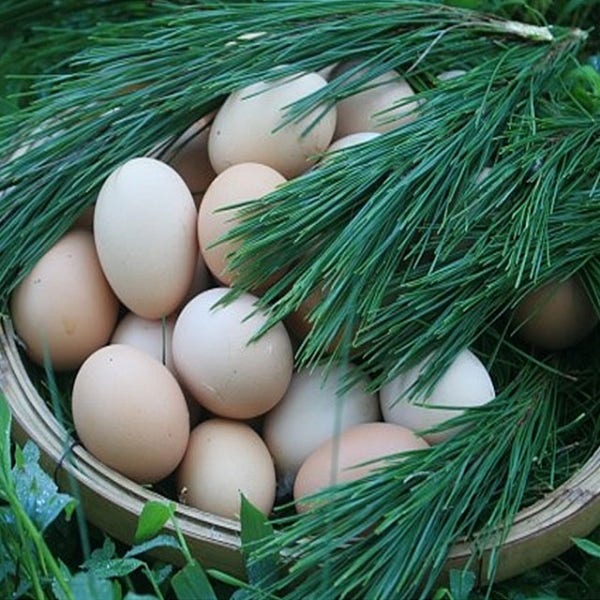 생산자직판 당일발송 난각번호1번 전남장흥 방사유정란 농장직송 동물복지계란 NONGMO 친환경