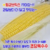 해남 황토 초당옥수수 350g내외 1박스10개, 20개 내외