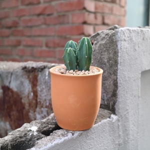 플라워 토분에 담긴 미니용신목 군생 선인장