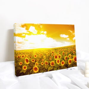 금전운 해바라기 그림 액자 50x40 소형 9호 풍수 거실 인테리어