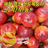 제철 산지직송 천도복숭아