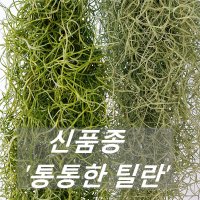 신품종 통통한 틸란드시아 대형 틸란드시아수염 미세먼지차단