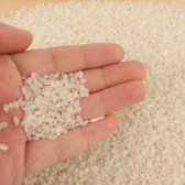 백진주 (5kg). - 예랑햇살농장 유기농 게르마늄 함유 백미쌀.