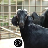 청원염소농장 국내산 흑 염소고기 한마리 25kg