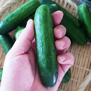 산지직송 청정 남한강일대서 재배한 아삭한 미니오이 2kg