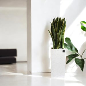 [sbs좋은아침협찬]산세베리아