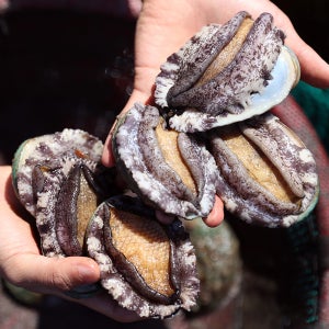 완도 활전복 청산도 전복 산소포장 1kg