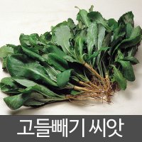 고들빼기 씨앗 약초 종자 야생초 토종 재래종 5000알