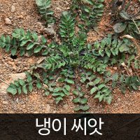 냉이씨앗 냉이 씨앗 나물 씨앗 capsella seed 2만립