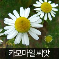 카모마일 씨앗 허브 종자 야생화 꽃 씨 약초 5000알