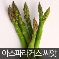 아스파라거스 씨앗 종자 채소 약초 쌈채소 텃밭 50알