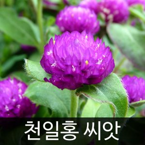 꽃씨 최저가 가성비상품