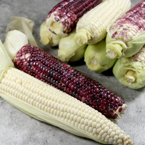 산지직송 당일수확 국산 옥수수 ( 강원도 찰옥수수 미백 흑찰 초당옥수수 )