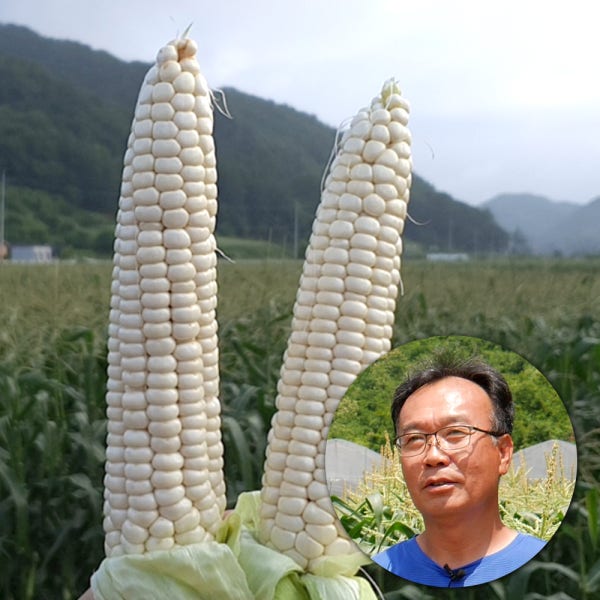 햇 생옥수수 괴산대학찰옥수수 30개 1박스 찐 냉동옥수수