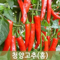 청양홍고추10kg 1박스 두리반농산