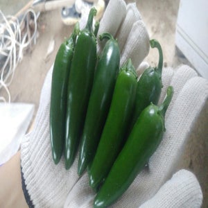 국내산 할라피뇨고추(퍼펙토고추) 1KG,국내산