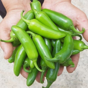 [산지직송] 은성농장 충남서천 아삭아삭 과일고추 4kg