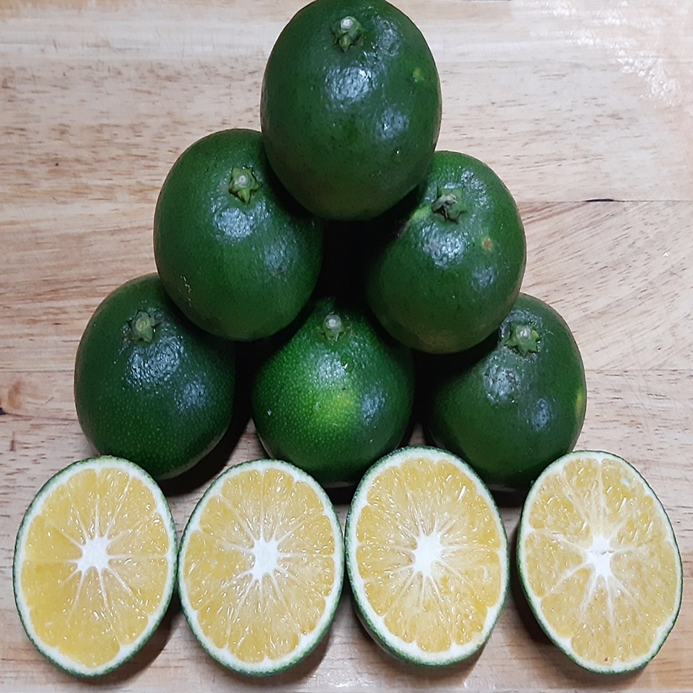 무농약 제주 청귤 풋귤 친환경 제철 과일 청 에이드 차 선물 유기농법 3kg 5kg 10kg