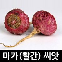 빨간 마카 씨앗 약초 종자 약용 야채 maca seed 50알