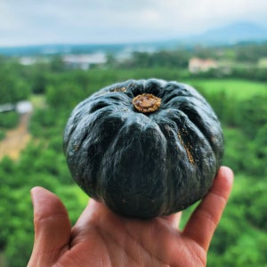 유기농 미니밤호박(보우짱) 1kg(2-4과)