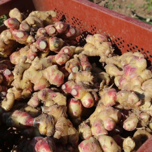 [산지직송] 25년 햇 서산 흙생강 세척생강 2kg