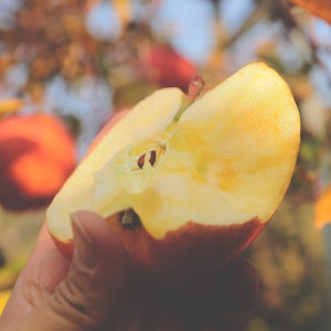 모모씨네 부사 사과 5kg 4.5kg