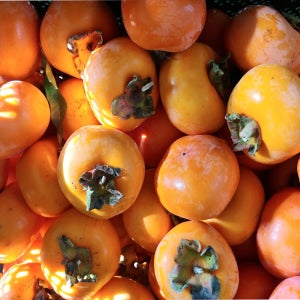 [가마실농장]홍시용 곶감용꼭지있는감5kg 씨없는감 청도반시