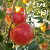 [달보드레] 2023 영천 아리수 사과 5kg 산지직송 여름사과 가정용 선물용 제수용 흠집사과