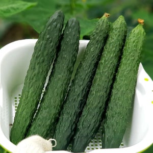 산지직송 오이 5kg 10kg