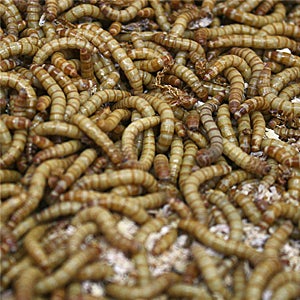 살아있는 밀웜 (약1.8-2.0cm) 1+1 - 밀웜(고소애), 식용곤충, 도마뱀, 개구리, 전갈, 타란튤라먹이, 갈색거저리