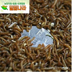 살아있는 밀웜 (약1.0cm) 1+1 - 밀웜(고소애), 식용곤충, 도마뱀, 개구리, 전갈, 타란튤라먹이, 갈색거저리