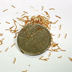 살아있는 밀웜 극소(약0.3-0.8cm) 1+1 - 밀웜(고소애), 식용곤충, 도마뱀, 개구리, 전갈, 타란튤라먹이, 갈색거저리