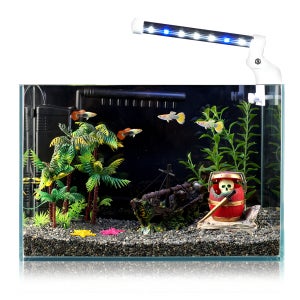 올디아망 난파선 구피세트