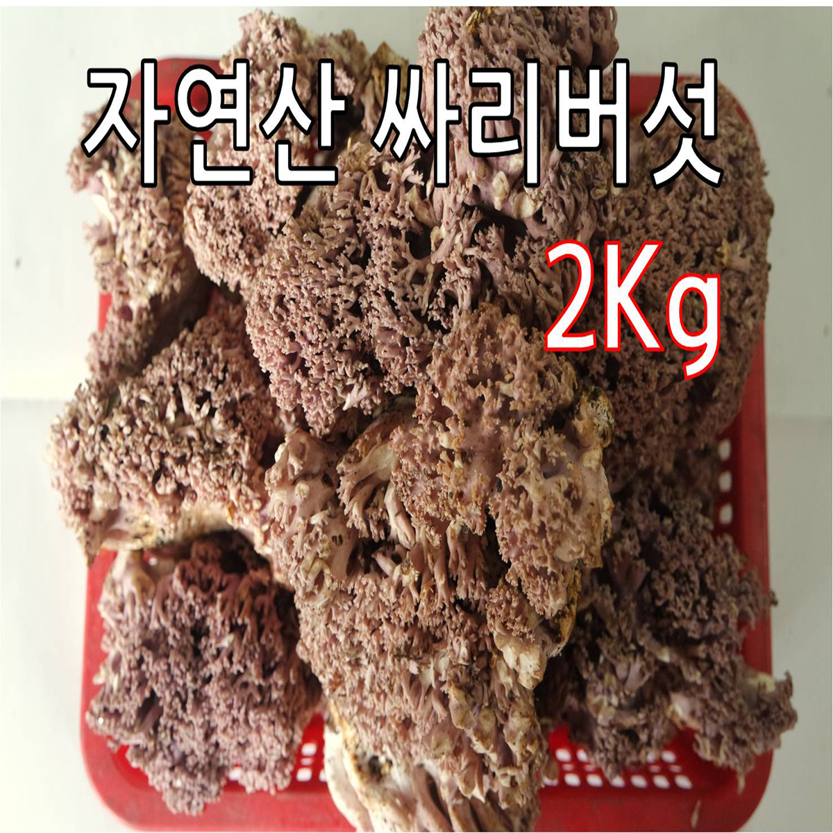 자연산 싸리버섯 3kg 참싸리버섯 송이싸리버섯 강원도 산지직송