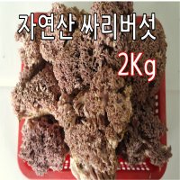 당일채취 자연산 참싸리버섯 송이 싸리 버섯 2kg 스티로폼박스 포장 무료배송